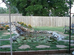 The goldfish pond in our backyard