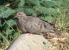 A baby Mourning dove in our backyard