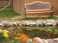 Closeup of our goldfish pond