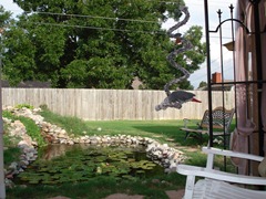 Our backyard showing our goldfish pond and our African grey parrot Rufus