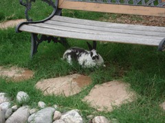 Our pet rabbit under the park bench next to our goldfish pond