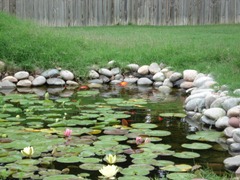 Closeup of goldfish pond