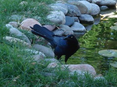 A male Great tailed grackle by our goldfish pond