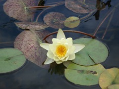 A yellow waterlily bloom